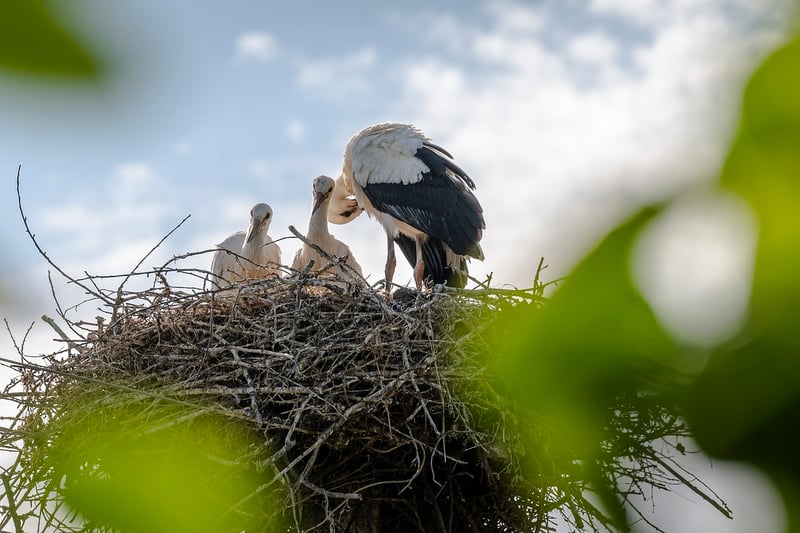 Phoenix Nests
